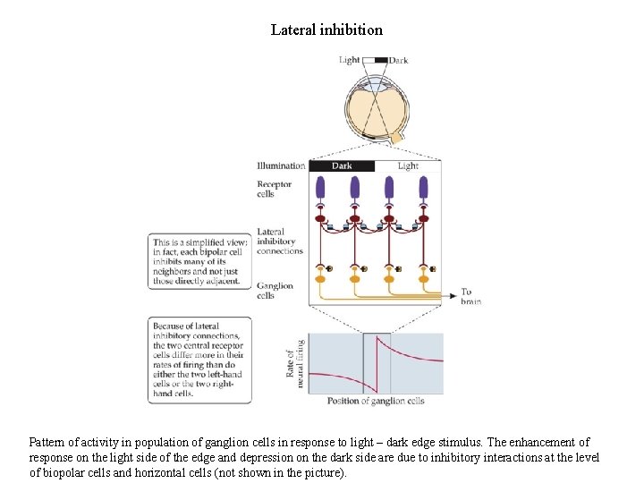 Lateral inhibition Pattern of activity in population of ganglion cells in response to light