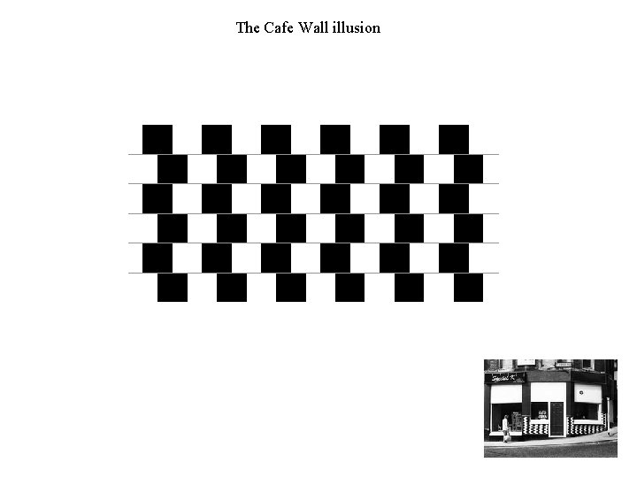 The Cafe Wall illusion 