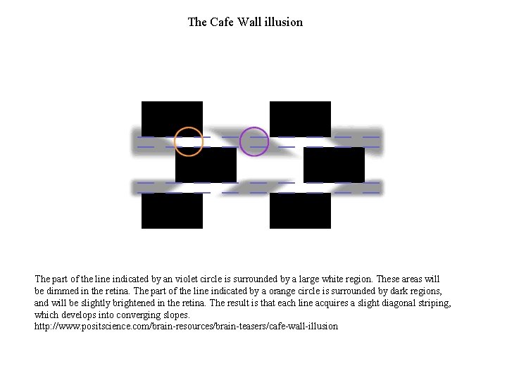 The Cafe Wall illusion The part of the line indicated by an violet circle