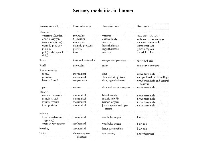 Sensory modalities in human 