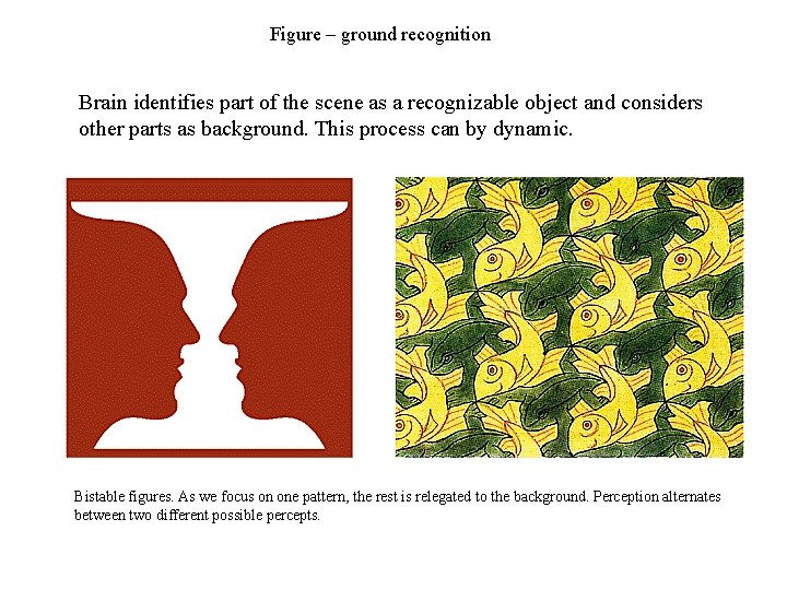 Figure – ground recognition Brain identifies part of the scene as a recognizable object