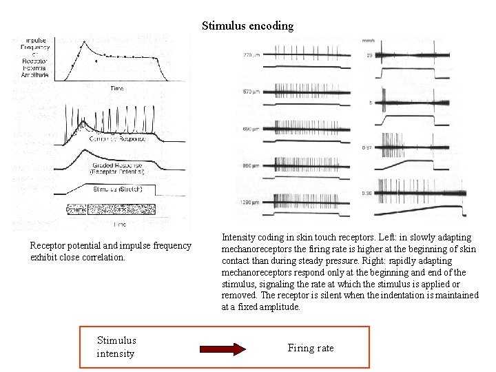 Stimulus encoding Receptor potential and impulse frequency exhibit close correlation. Stimulus intensity Intensity coding