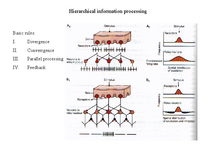 Hierarchical information processing Basic rules: I. Divergence II. Converrgence III. Parallel processing IV. Feedback