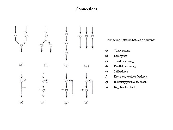 Connections Connection patterns between neurons: a) Converrgence b) Divergence c) Serial processing d) Parallel