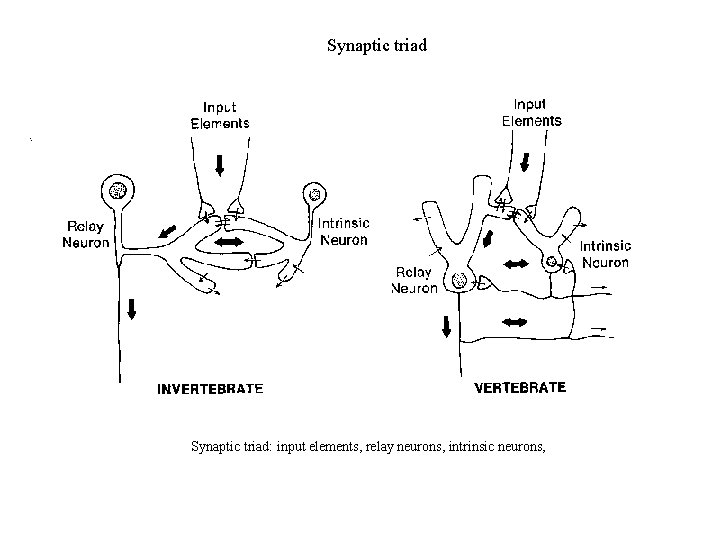 Synaptic triad: input elements, relay neurons, intrinsic neurons, 