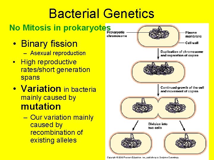 Bacterial Genetics No Mitosis in prokaryotes • Binary fission – Asexual reproduction • High