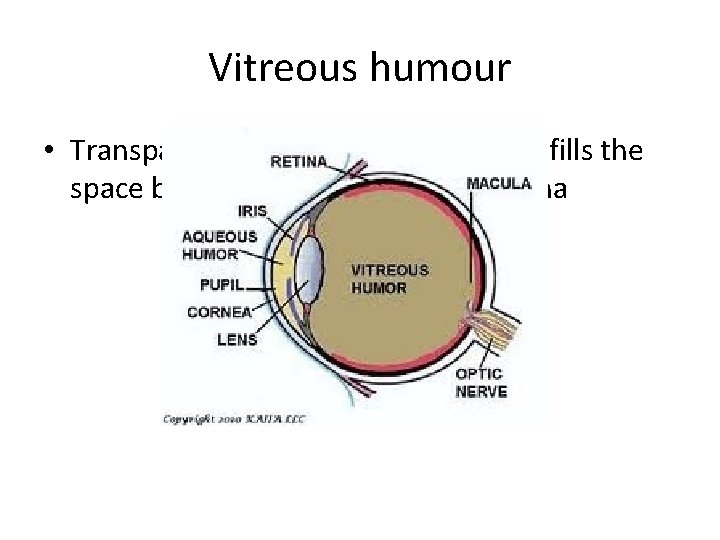 Vitreous humour • Transparent jelly-like substance that fills the space between the lens and