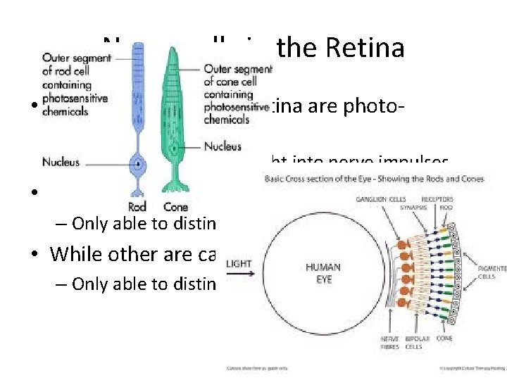 Nerve cells in the Retina • The nerve cells in the retina are photoreceptors