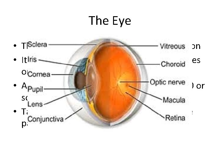 The Eye • The eye is the sensory organ related to vision • It