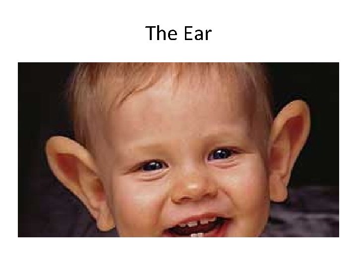 The Ear 