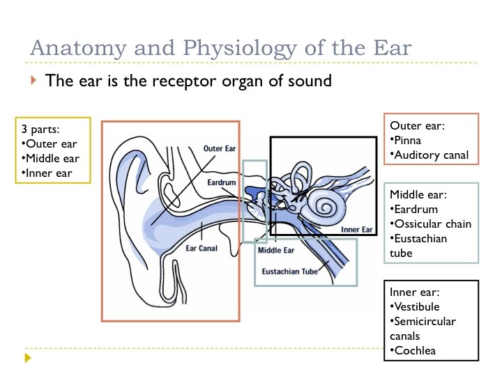 • The ear is the receptor organ of sound 3 parts: • Outer