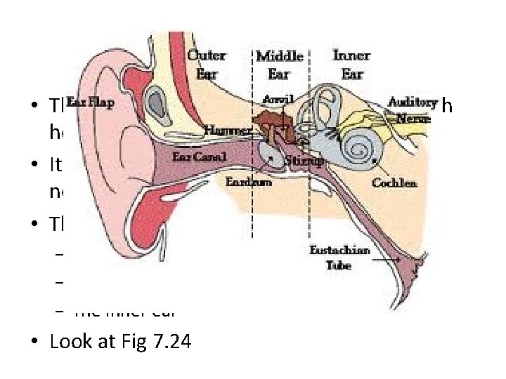 The Ear pg 215 • The ear is the sensory organ associated with hearing