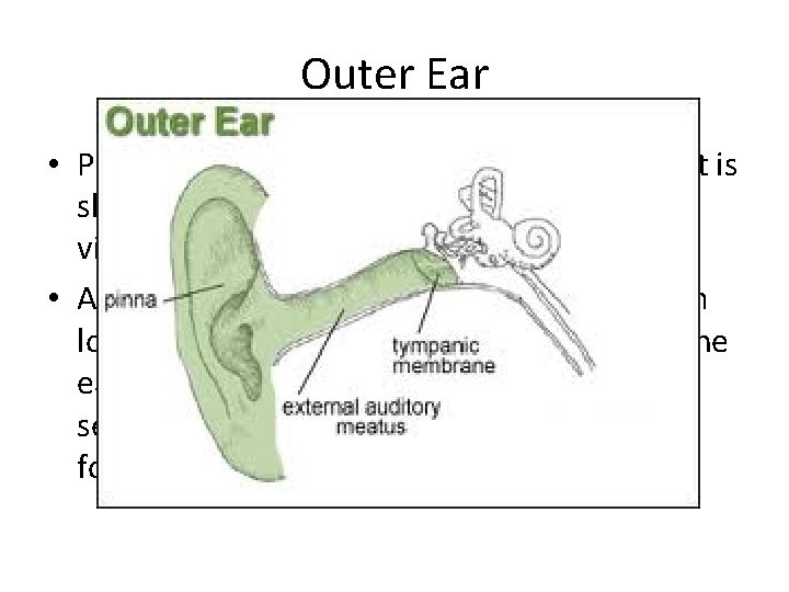 Outer Ear • Pinna (auricle): only visible part of the ear. It is shaped
