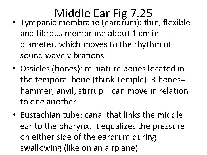 Middle Ear Fig 7. 25 • Tympanic membrane (eardrum): thin, flexible and fibrous membrane