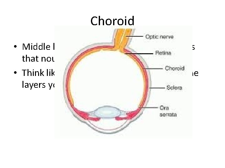 Choroid • Middle layer of the eye, with blood vessels that nourish the eye