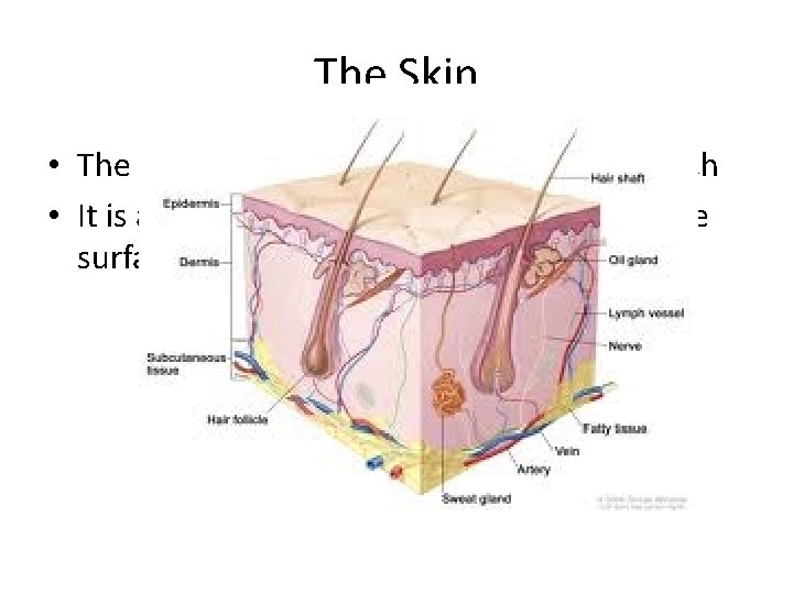 The Skin • The skin is the sensory associated with touch • It is