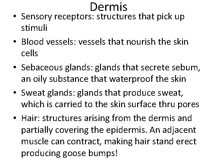 Dermis • Sensory receptors: structures that pick up stimuli • Blood vessels: vessels that