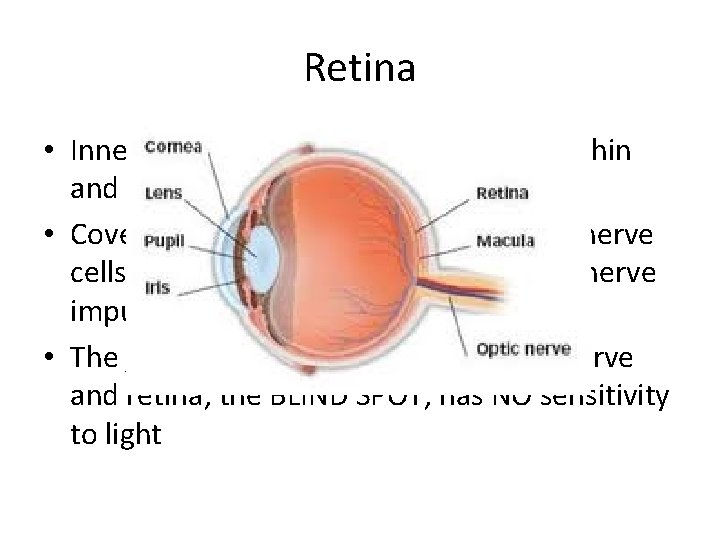 Retina • Innermost layer at the back of the eye, thin and beige •