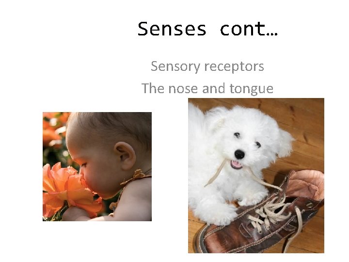 Senses cont… Sensory receptors The nose and tongue 