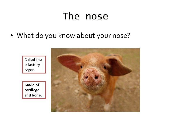 The nose • What do you know about your nose? Called the olfactory organ.
