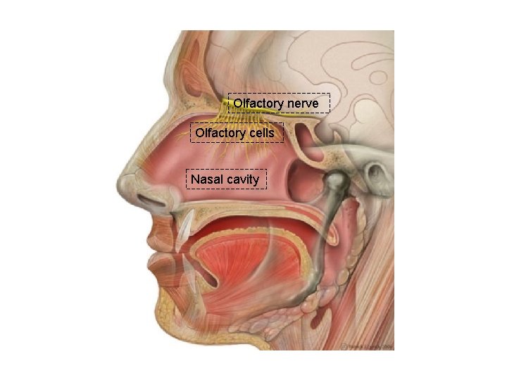 Olfactory nerve Olfactory cells Nasal cavity 
