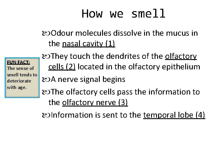 How we smell FUN FACT: The sense of smell tends to deteriorate with age.