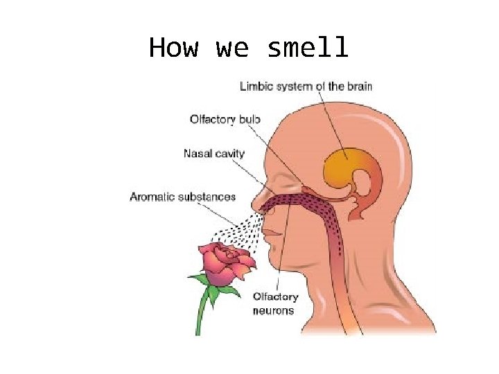 How we smell 