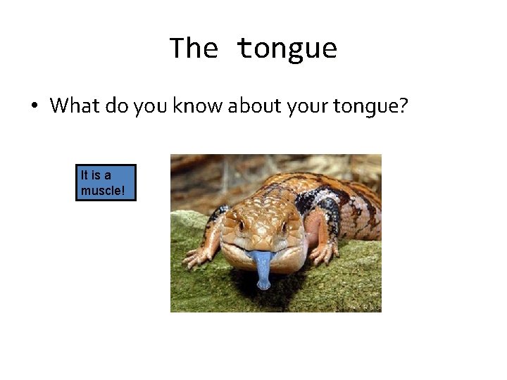 The tongue • What do you know about your tongue? It is a muscle!
