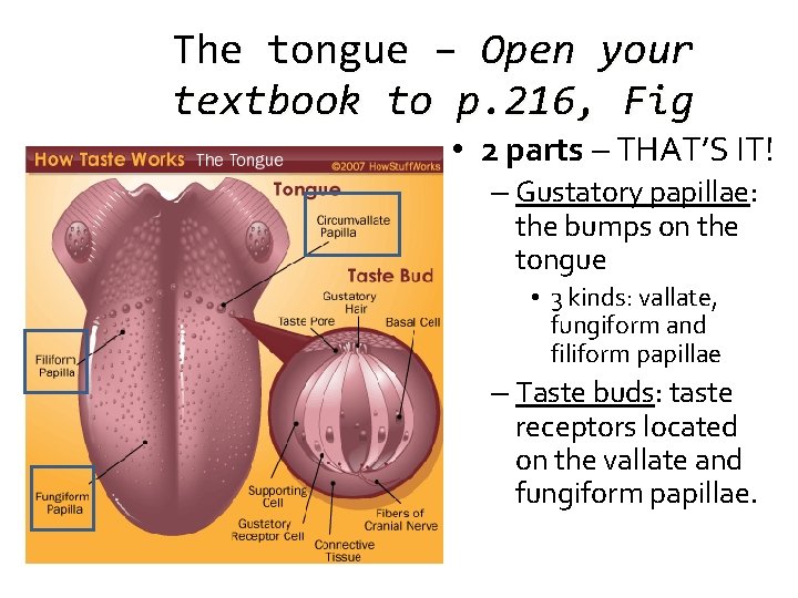 The tongue – Open your textbook to p. 216, Fig • 2 parts –