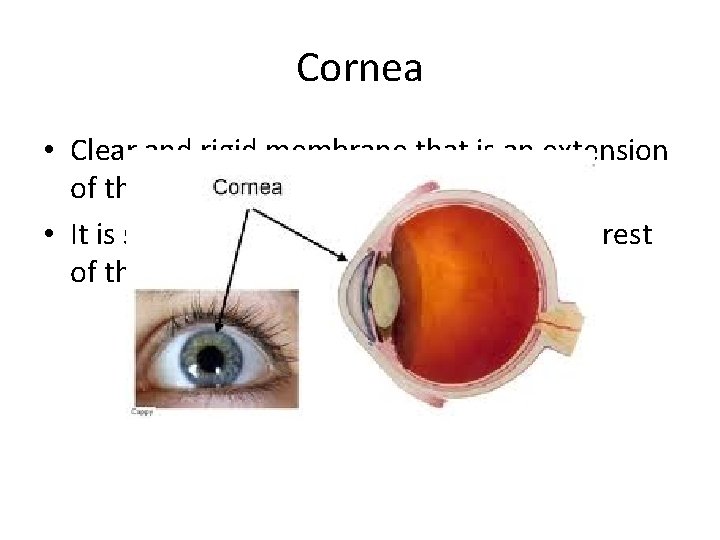 Cornea • Clear and rigid membrane that is an extension of the sclera in