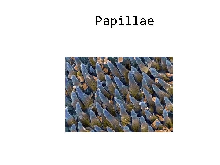 Papillae 
