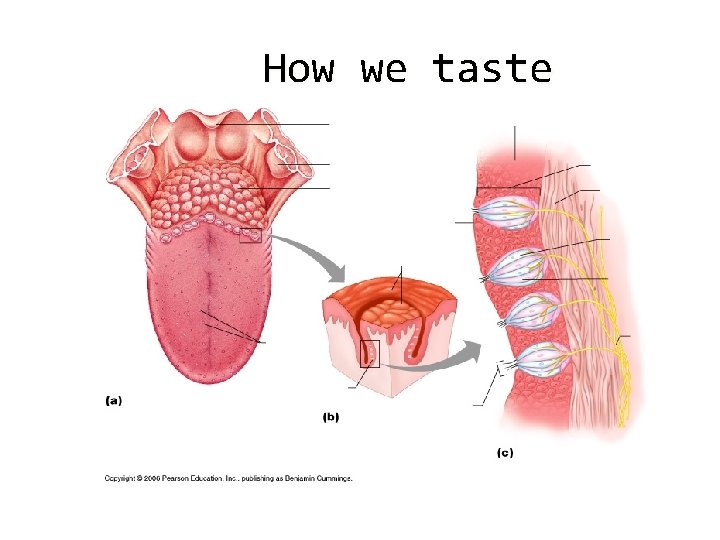 How we taste 