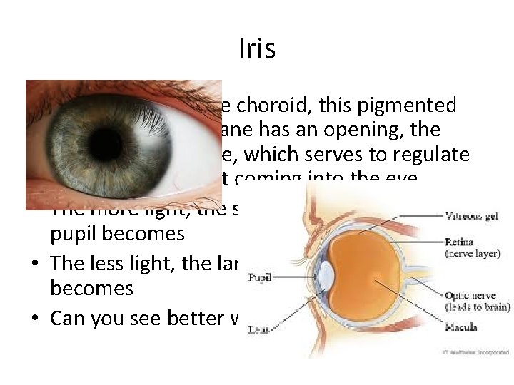 Iris • An extension of the choroid, this pigmented (coloured) membrane has an opening,