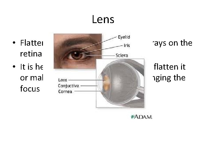 Lens • Flattened sphere that focuses light rays on the retina • It is