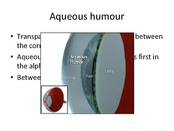 Aqueous humour • Transparent liquid that fills the space between the cornea and the