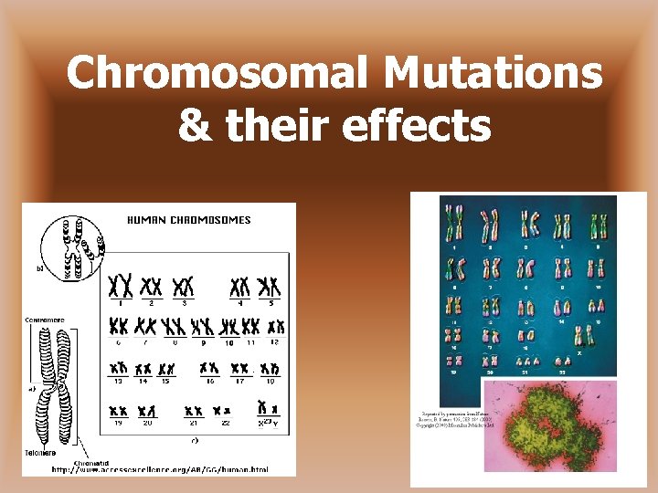 Chromosomal Mutations & their effects 