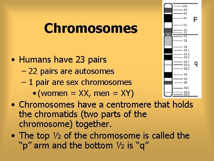 Chromosomes • Humans have 23 pairs – 22 pairs are autosomes – 1 pair