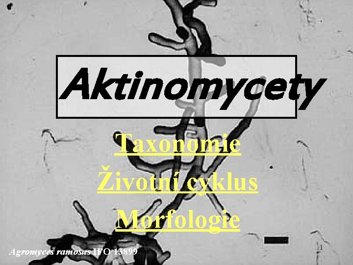 Aktinomycety Taxonomie Životní cyklus Morfologie Agromyces ramosus IFO 13899 1 