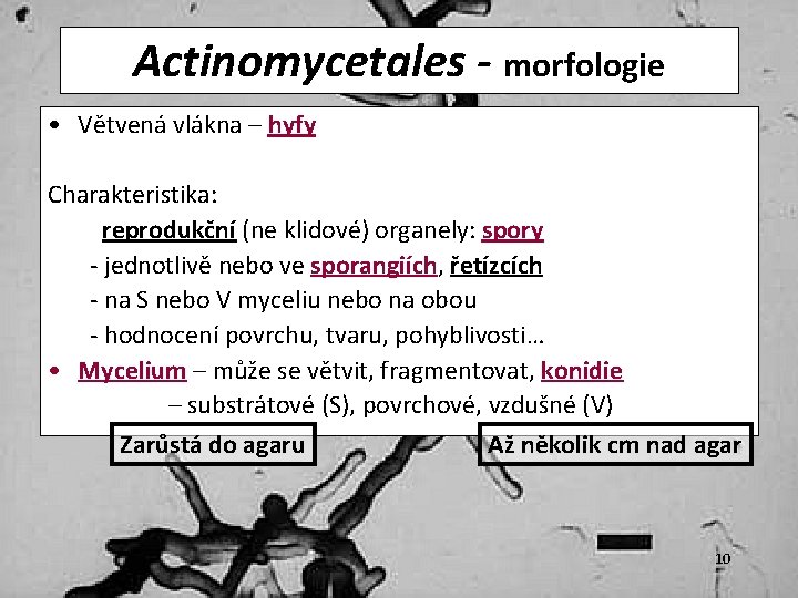 Actinomycetales - morfologie • Větvená vlákna – hyfy Charakteristika: reprodukční (ne klidové) organely: spory