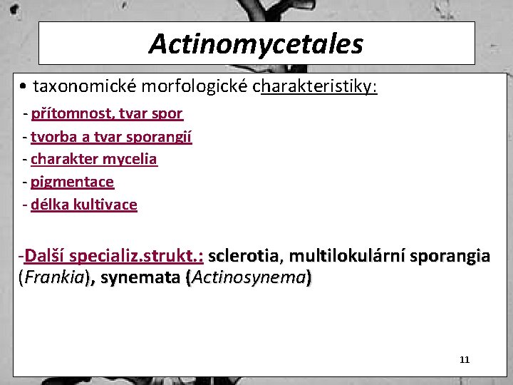 Actinomycetales • taxonomické morfologické charakteristiky: - přítomnost, tvar spor - tvorba a tvar sporangií