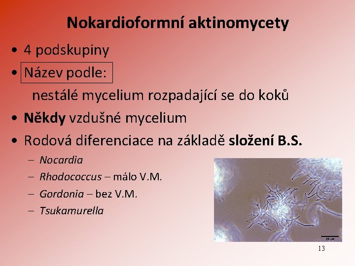 Nokardioformní aktinomycety • 4 podskupiny • Název podle: nestálé mycelium rozpadající se do koků