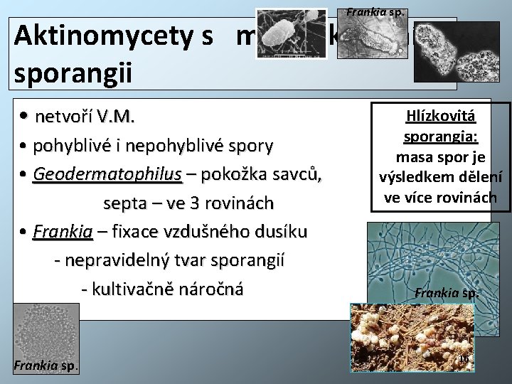 Frankia sp. Aktinomycety s multilokulárními sporangii • netvoří V. M. • pohyblivé i nepohyblivé