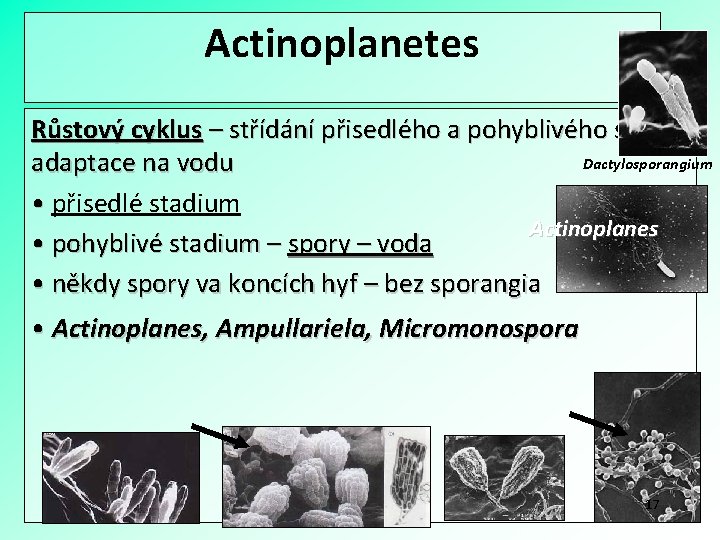 Actinoplanetes Růstový cyklus – střídání přisedlého a pohyblivého stadia, Dactylosporangium adaptace na vodu •