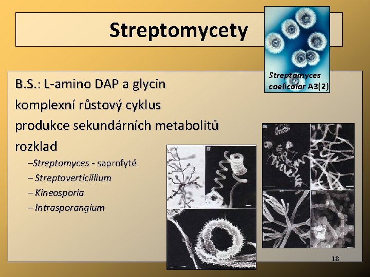 Streptomycety B. S. : L-amino DAP a glycin komplexní růstový cyklus produkce sekundárních metabolitů