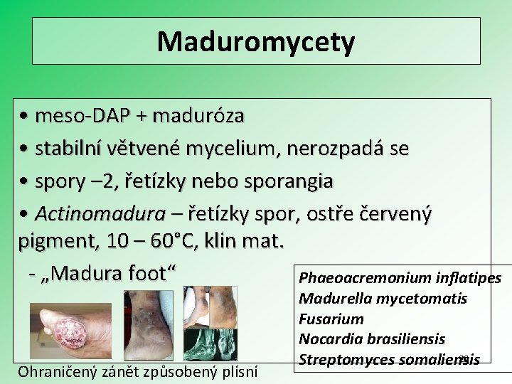 Maduromycety • meso-DAP + maduróza • stabilní větvené mycelium, nerozpadá se • spory –