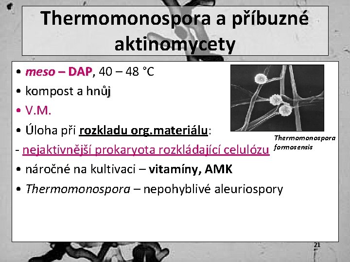 Thermomonospora a příbuzné aktinomycety • meso – DAP, 40 – 48 °C • kompost