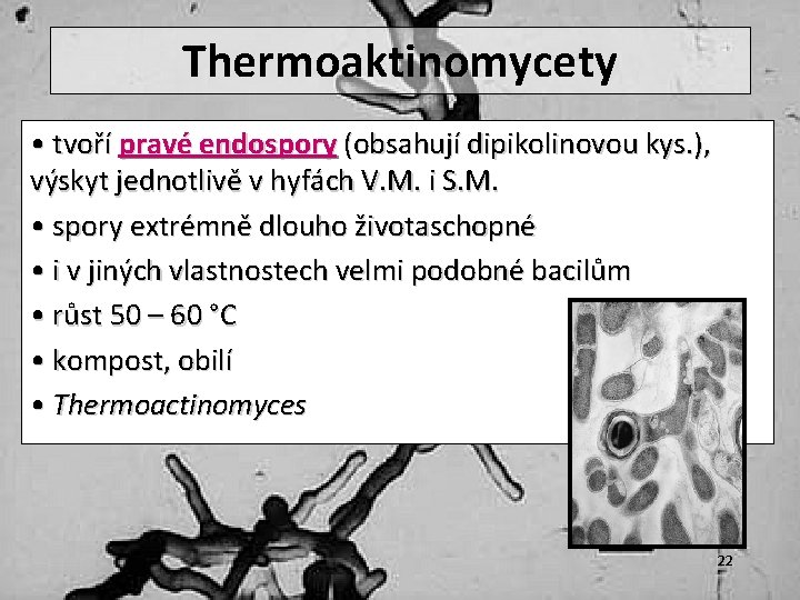 Thermoaktinomycety • tvoří pravé endospory (obsahují dipikolinovou kys. ), výskyt jednotlivě v hyfách V.