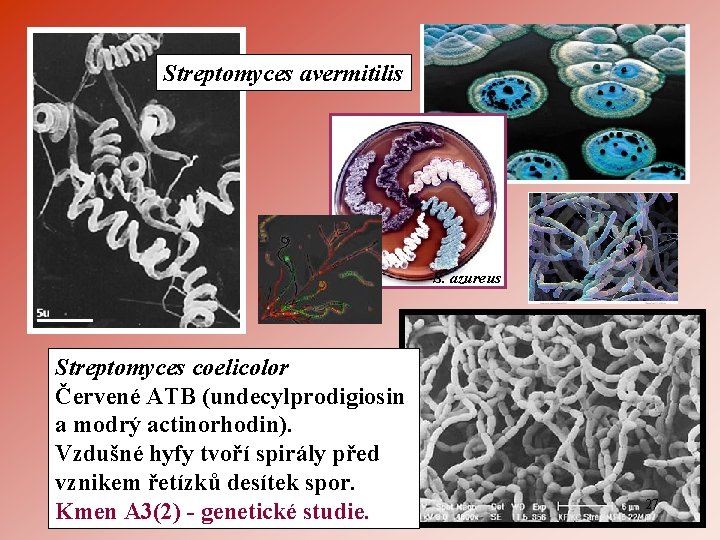 Streptomyces avermitilis S. azureus Streptomyces coelicolor Červené ATB (undecylprodigiosin a modrý actinorhodin). Vzdušné hyfy