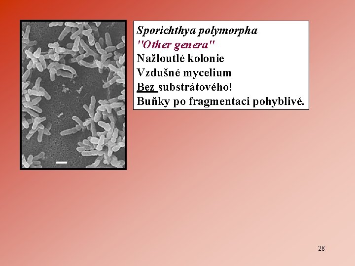 Sporichthya polymorpha ''Other genera'' Nažloutlé kolonie Vzdušné mycelium Bez substrátového! Buňky po fragmentaci pohyblivé.