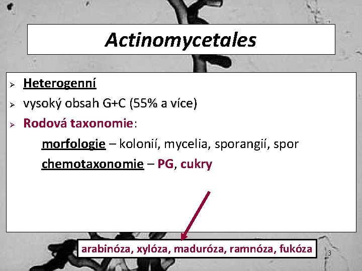 Actinomycetales Ø Ø Ø Heterogenní vysoký obsah G+C (55% a více) Rodová taxonomie: morfologie